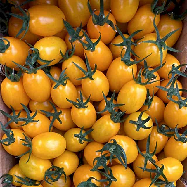 TT14 F1 Sarı Plum Kokteyl